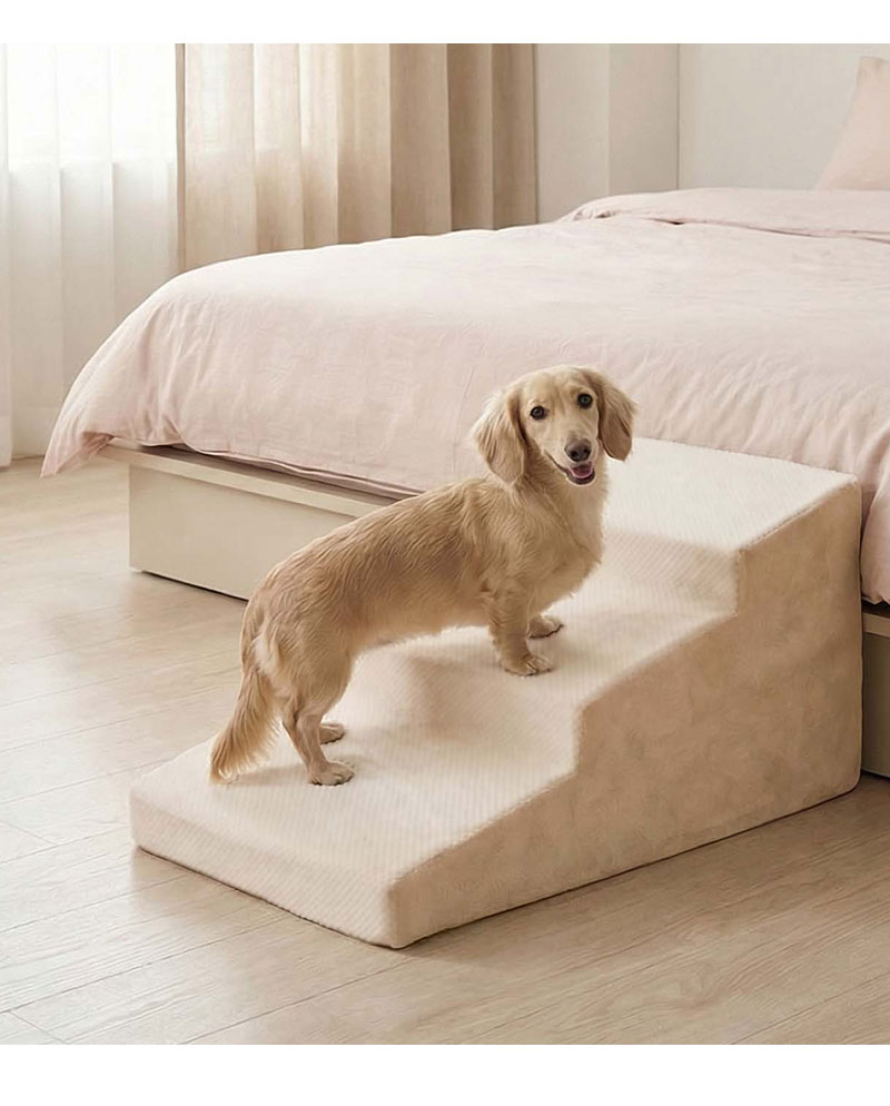 臘腸犬使用寵物階梯預防脊椎受傷